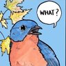 SquirrelScientist's profile picture