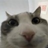 Bruh103829's profile picture