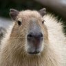 Capybarra profil fotoğrafı