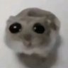 Profilbild von Trans Nightmare