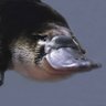 Фото профиля Platypus 🪨🔍