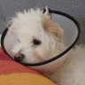 Profilbild von Casper 𝕏 No Blue Check Dog