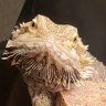 Ocluc's profile picture
