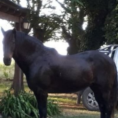 Pao's profile picture