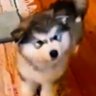 いぬっころ 的头像