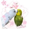 Фото профиля けろりんた