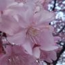 Profilbild von 桜餅
