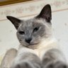 ug-str@アングリーキャット profil fotoğrafı
