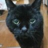Фото профиля 黒猫きき