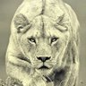 Aslankral🦁💛❤️'s profile picture