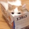 Profilbild von 27cat