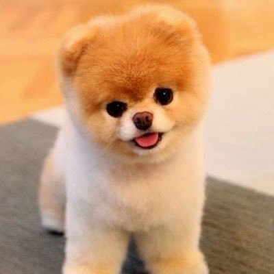 犬のかわいさ伝え隊's profile picture