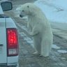 IrishNewfoundlandBear's profile picture