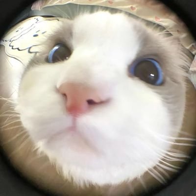 Cxnchanut's profile picture