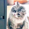 Фото профиля 灰猫核桃（奇奇怪怪版