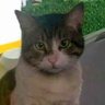 Profilbild von Nur
