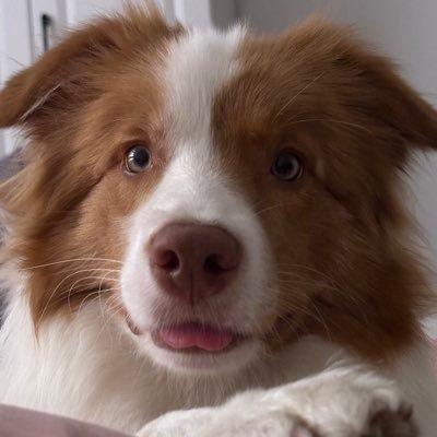 shihuabaoya's profile picture