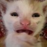 Funny_Catlover123's profile picture