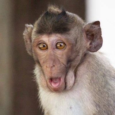 raja lendir's profile picture