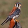 Kestrel's profile picture