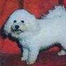 Profilbild von Perre No Binarie