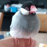 桜文男's profile picture