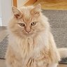 Simba 😻's profile picture