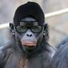 Maozazer Zaazman's profile picture