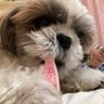 ほんほほん 的头像