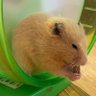 Profilbild von ぴ