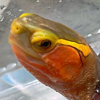 かめぞー's profile picture