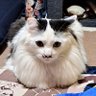 ハル 的头像