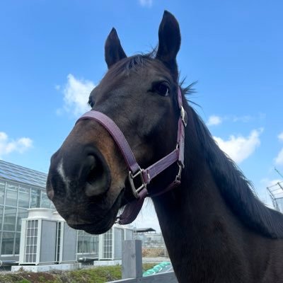 フェアリーミラー🪽東海大学's profile picture