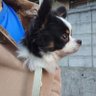 🐾下僕党員🐕️🐈️ 的头像