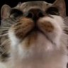 Profilbild von Chuchu