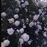 🌱 profil fotoğrafı