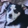 Profilbild von Karl