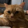 กุจะบ่นคัยจะทำมize (แมวแท้)'s profile picture