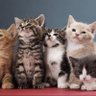 Profilbild von Kucing Burik