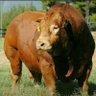Morena Mashaba's profile picture