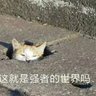 bk比克大魔王's profile picture