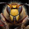 نیش زنبور profil fotoğrafı