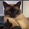 Gyufrnj profil fotoğrafı