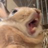 Profilbild von うさみ🐰とよんくん🐰
