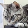 Profilbild von シュウマイ🐱秋葉原散歩ねこ