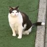 Kikan profil fotoğrafı