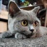 HR profil fotoğrafı