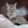 lili katzerock's profile picture