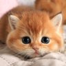 パナカ🐶✨ profil fotoğrafı