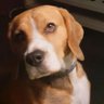 CZS's profile picture